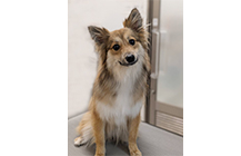 保護犬,わん部会,犬オフ会イベント,アニマルチップス,活動