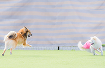 保護犬,わん部会,犬オフ会イベント,アニマルチップス,活動