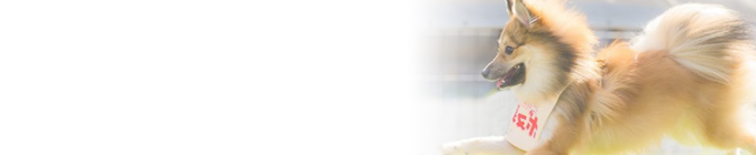 壁紙 張替え デザインクロス オリジナル デザイン クロス張替え 業者 プロ 職人 評判の店